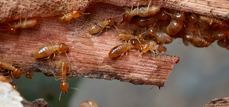 Termite Pest Management in Tualatin