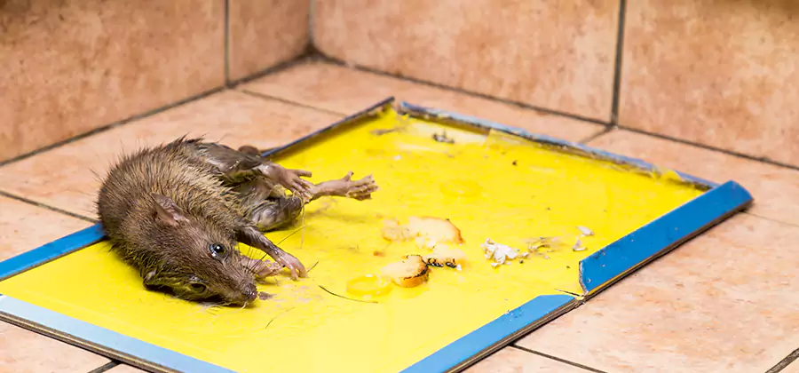 Rat Trapping Service In Tualatin