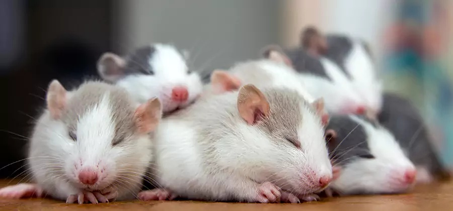 Rat Infestation Exclusion Service in Tualatin