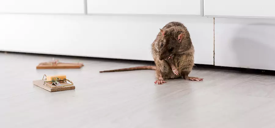 Rat Baiting Removal Service in Tualatin