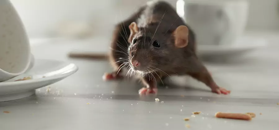 Attic Rat Exclusion Service in Tualatin