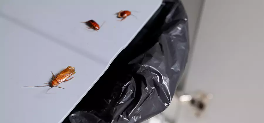 German Roach Pest Control in Tualatin