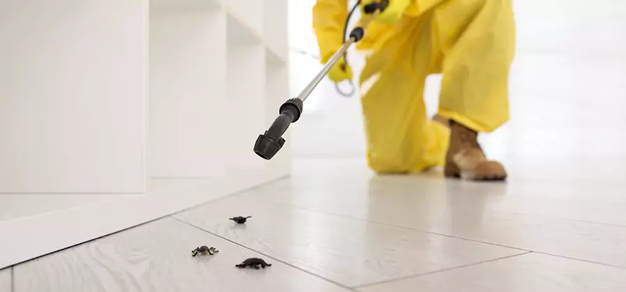 Roach and Bed Bug Exterminator in Tualatin