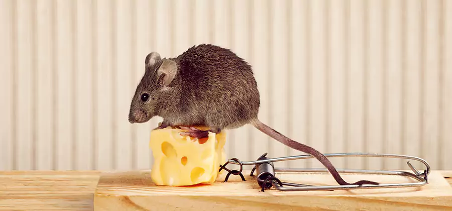 Commercial Rodent Exclusion Services in Tualatin