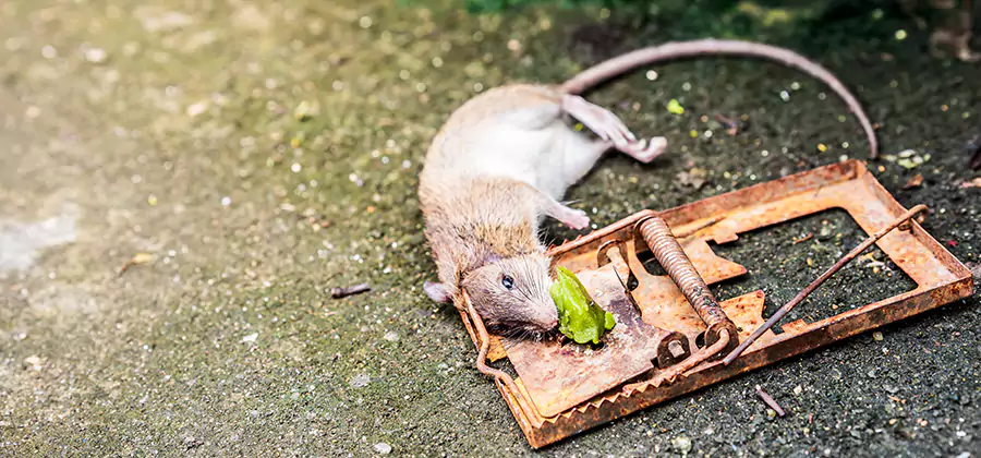Rat Trapping in Tualatin