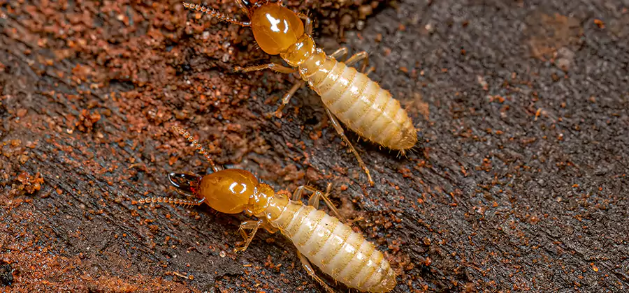 Sentricon Residential Termite Control in Tualatin