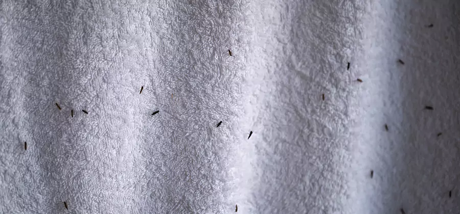 Small Black Ants in Bathroom Treatment in Tualatin