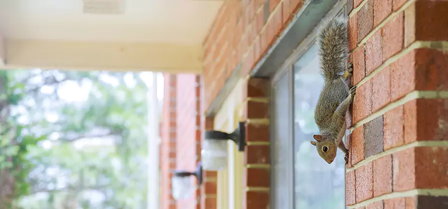 Squirrel Inside Walls Removal in Tualatin