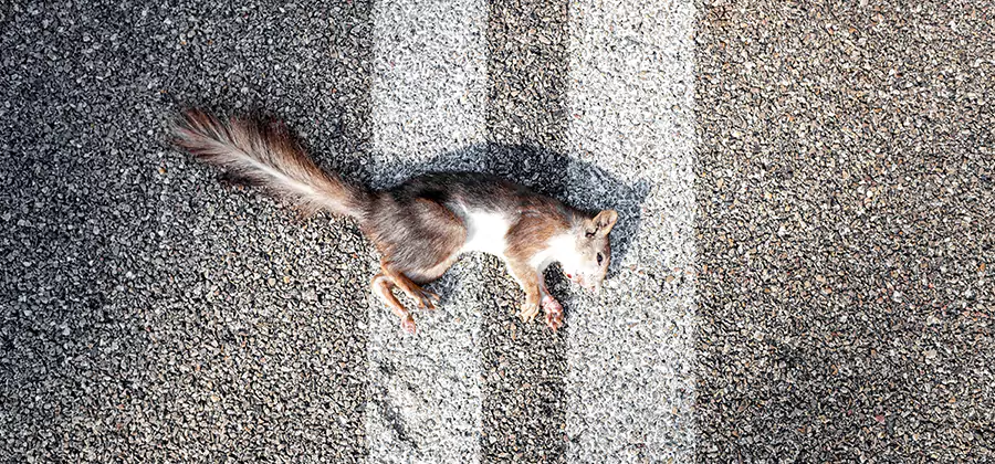 Dead Squirrel Removal in Tualatin