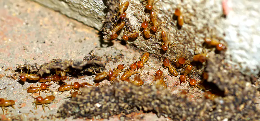 Wood Treatment and Localized Termite Solutions in Tualatin