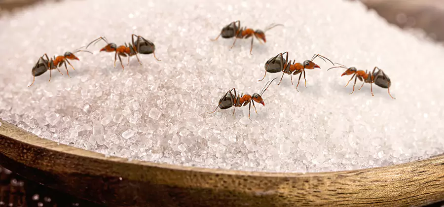 Indoor Sugar Ant Treatment in Tualatin