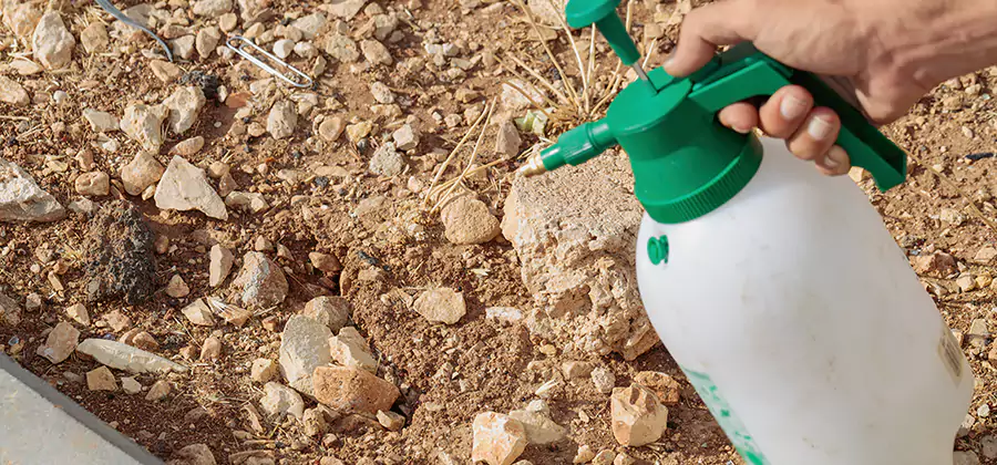 Heat Treatment Termite Cost in Tualatin