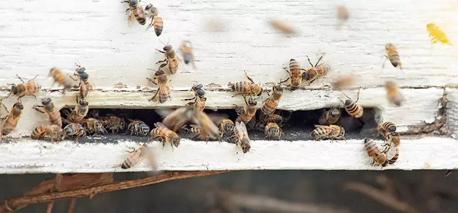 Residential Termite Fumigation in Tualatin