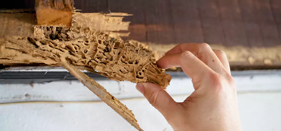 Pre-Purchase Termite Inspection in Tualatin