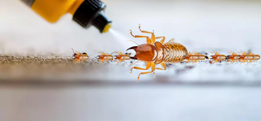 Foundation Termite Spraying Control in Tualatin
