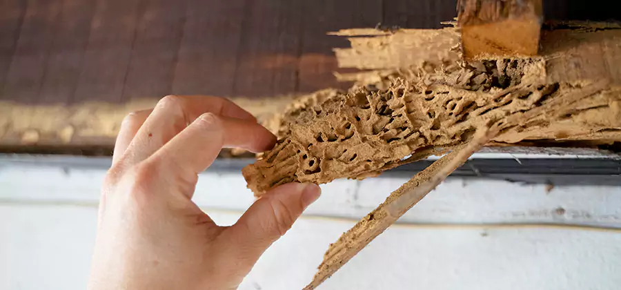 Pre-Construction Termite Treatment in Tualatin