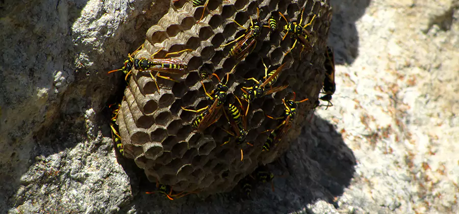 Wasp Nest in Tree Removal Tualatin