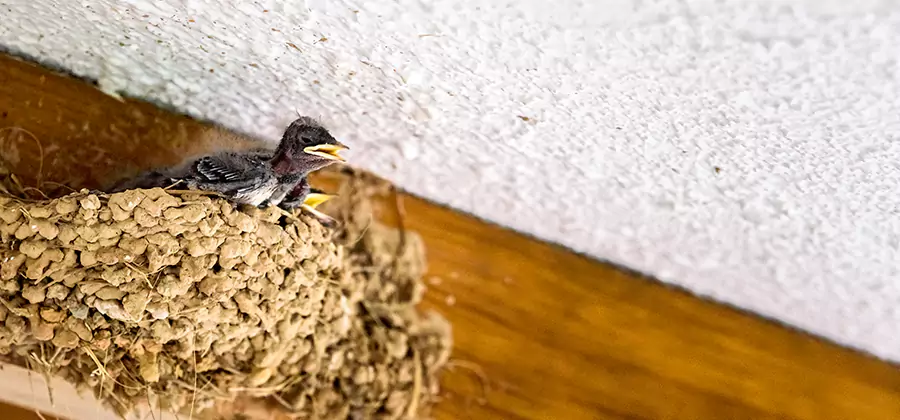 Bird Removal From House in Tualatin