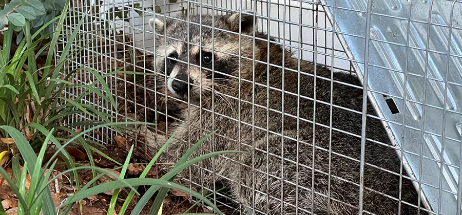 Wildlife Relocation Services in Tualatin
