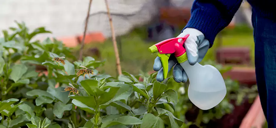 Yellow Jacket Pest Removal for Commercial Properties in Tualatin