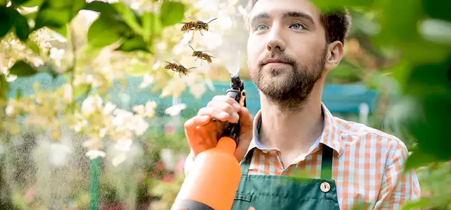 Yellow Jacket Wasp Removal in Tualatin