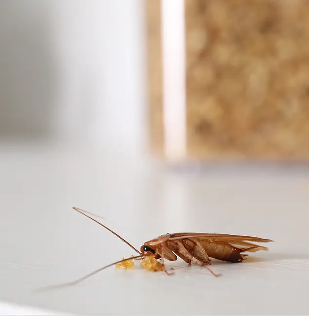 Why Tualatin Pest Control Pro Stands Out in Tualatin, OR?