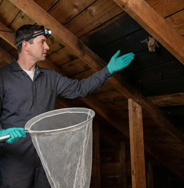 Why Tualatin Pest Control Pro Is the Right Choice in Tualatin, OR?