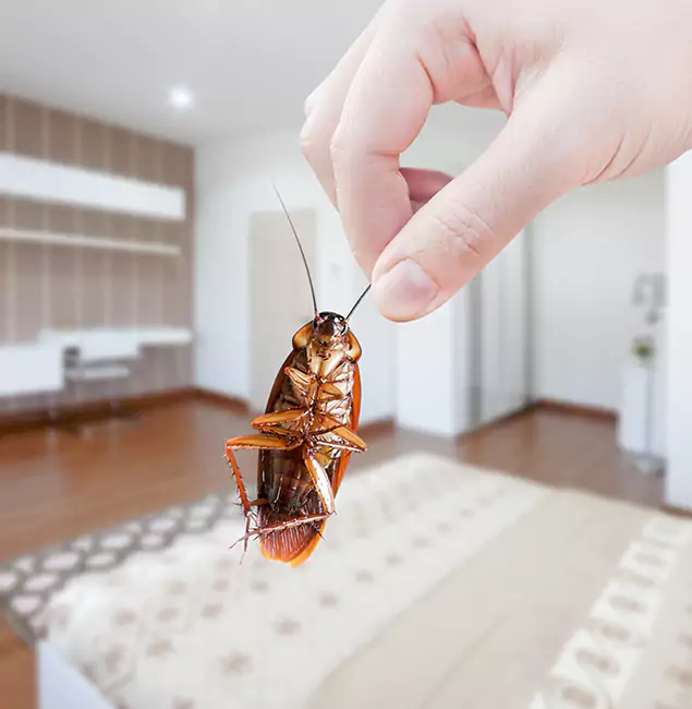 Why Tualatin Pest Control Pro Stand Out for Bed Bug Fumigation in Tualatin, OR?