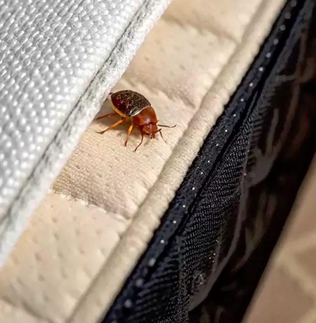 Why Choose Tualatin Pest Control Pro for Bed Bug Treatment at Home in Tualatin, OR?