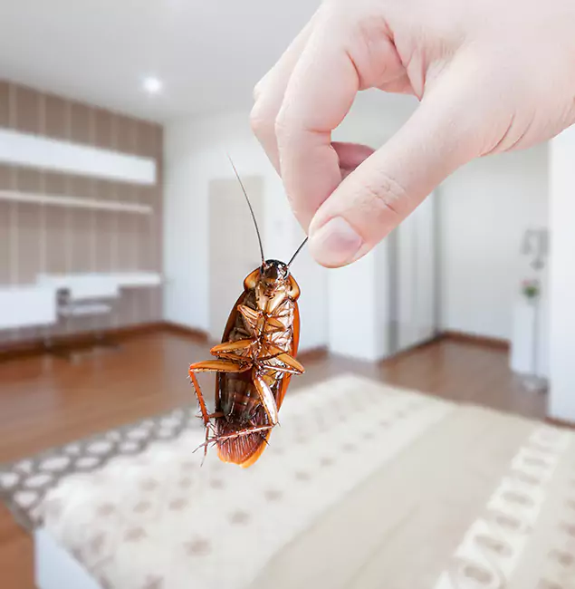 Why Tualatin Pest Control Pro Stand Out For Bed Bug Inspection in Tualatin, OR?