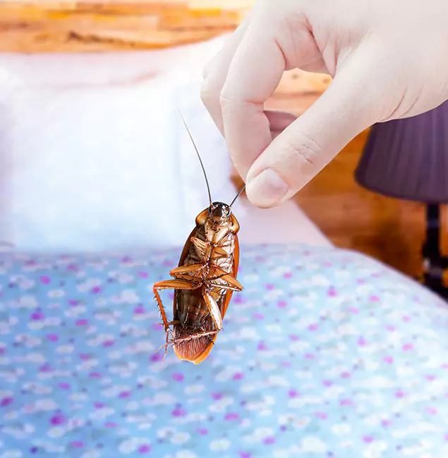 Why Choose Tualatin Pest Control Pro for Bed Bug Treatment in Tualatin, OR?
