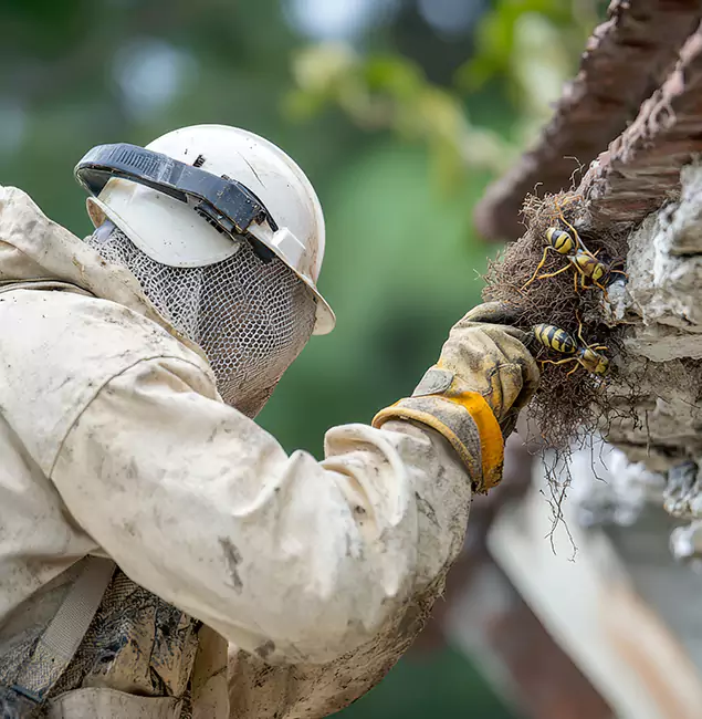 Why Tualatin Property Owners Choose Tualatin Pest Control Pro for Bee Exterminator?