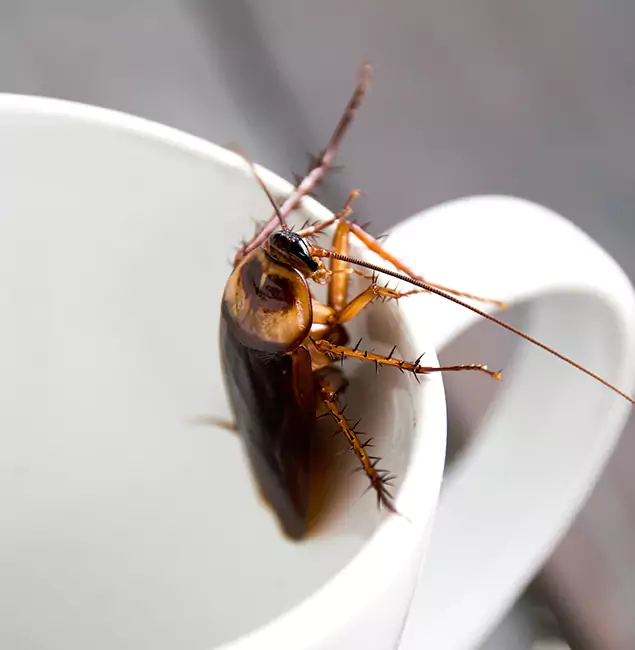 Why Tualatin, OR Residents Trust Tualatin Pest Control Pro for Cockroach Fumigation?