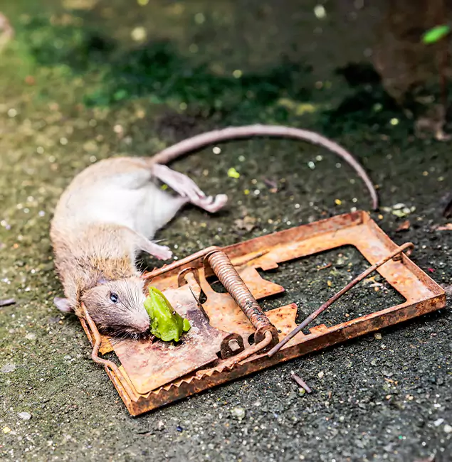 Why Tualatin, OR Homeowners Trust Tualatin Pest Control Pro for Rodent Removal?