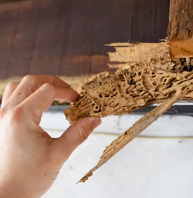 Why Choose Tualatin Pest Control Pro in Tualatin, OR?