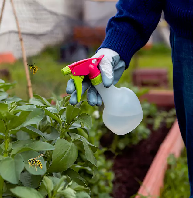Why Tualatin Homeowners Choose Tualatin Pest Control Pro for Honey Bee Removal?