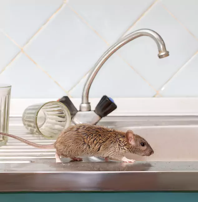 Why Tualatin, OR Trusts Tualatin Pest Control Pro for Humane Rodent Control?