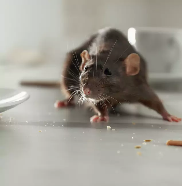 Why Tualatin Homeowners Choose Tualatin Pest Control Pro for Mice Control?