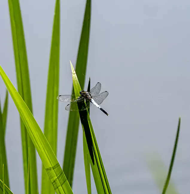 Why Tualatin Families Trust Tualatin Pest Control Pro for Mosquito Prevention?