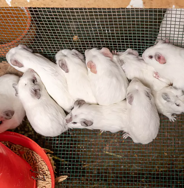 Why Tualatin Pest Control Pro Is the Trusted Choice in Tualatin, OR?