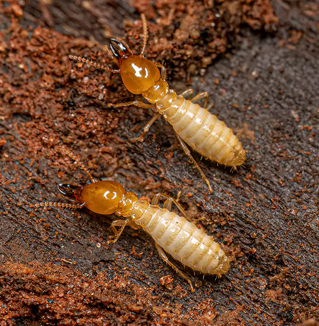 Why Choose Tualatin Pest Control Pro for Termite Treatment Without Tenting in Tualatin, OR?