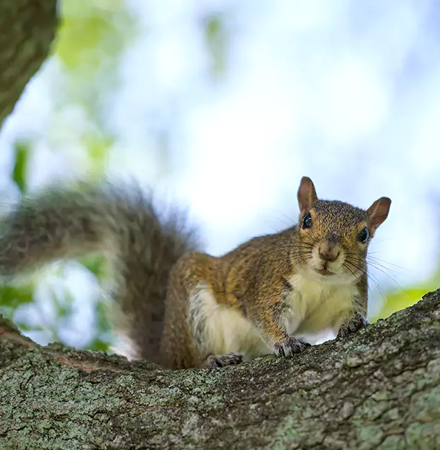 Why Tualatin, OR Relies on Tualatin Pest Control Pro for Squirrel Pest Control?