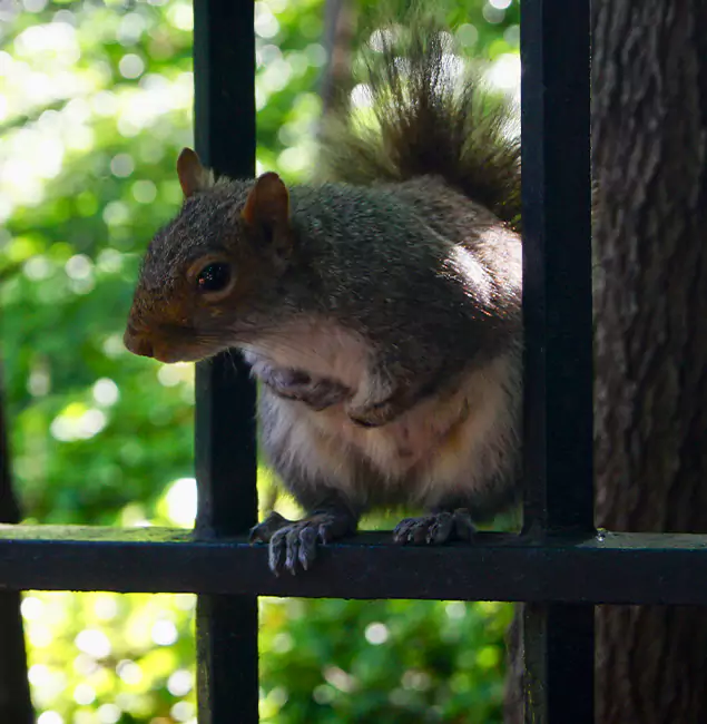 Why Tualatin, OR Chooses Tualatin Pest Control Pro for Squirrel Removal?