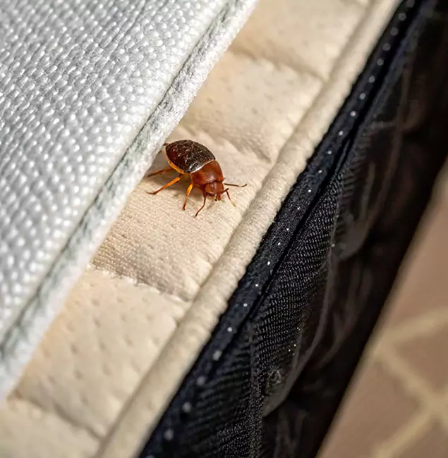 Why Tualatin Homeowners Trust Tualatin Pest Control Pro for Tick Treatment?