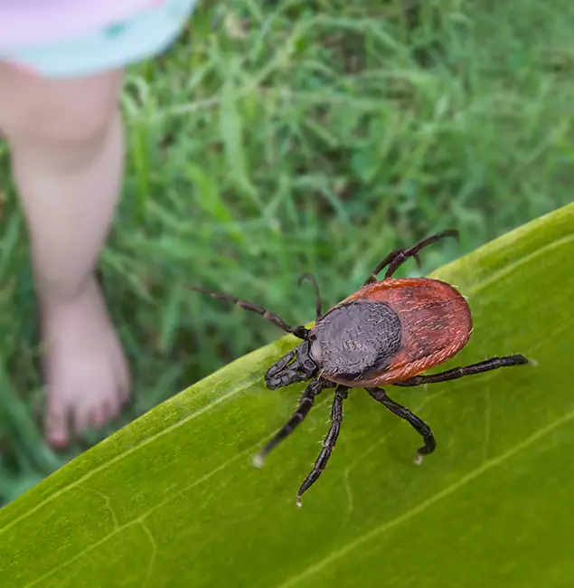Why Tualatin Homeowners Choose Tualatin Pest Control Pro for Tick Extermination?