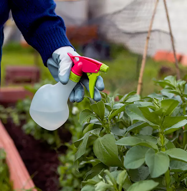 Why Tualatin Relies on Tualatin Pest Control Pro for Wasp Control Services?