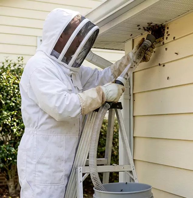 Why Tualatin Trusts Tualatin Pest Control Pro for Wasp Control?