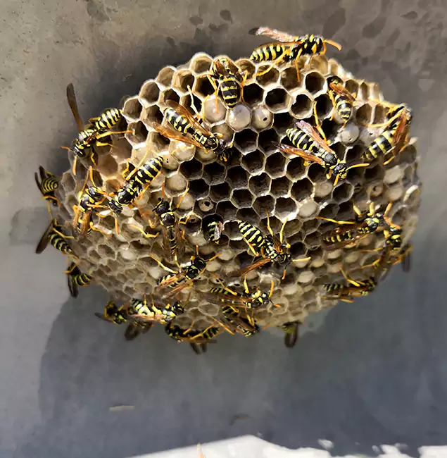 Why Tualatin Chooses Tualatin Pest Control Pro for Wasp Control Services?