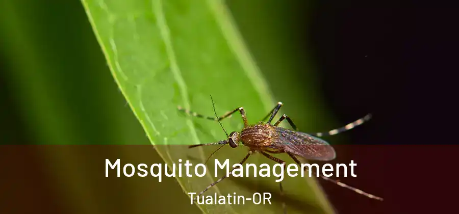  Mosquito Management Tualatin-OR