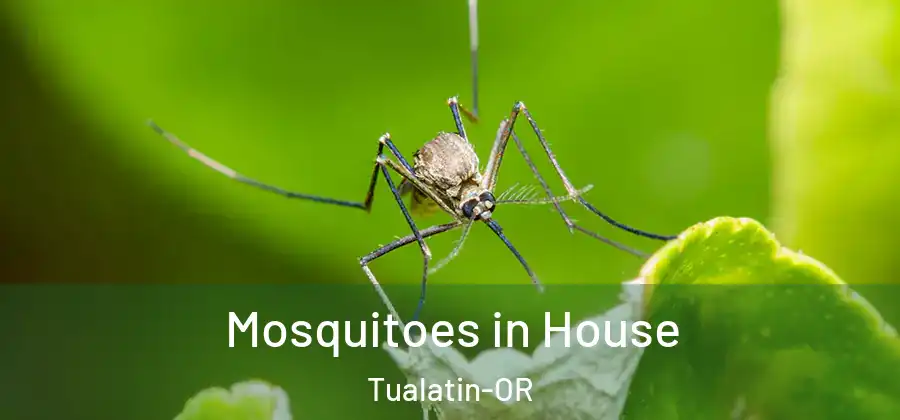  Mosquitoes in House Tualatin-OR